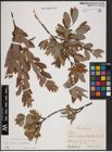 Foto von Salix aurita L. x Salix myrtilloides L.